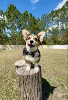 Summer, a male Cardigan Welsh Corgi and Pembroke Welsh Corgi for sale in Orlando, FL – Photo 8 of 10