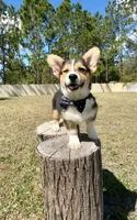 Summer, a male Cardigan Welsh Corgi and Pembroke Welsh Corgi for sale in Orlando, FL – Photo 6 of 10