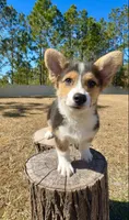 Summer, a male Pembroke Welsh Corgi for sale in Orlando, FL – Photo 4 of 10