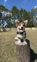 Summer, a male Cardigan Welsh Corgi and Pembroke Welsh Corgi for sale in Orlando, FL – Photo 3 of 10