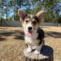 Summer, a male Cardigan Welsh Corgi and Pembroke Welsh Corgi for sale in Orlando, FL – Photo 10 of 10