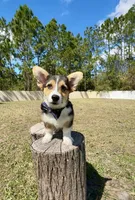 Summer, a male Cardigan Welsh Corgi and Pembroke Welsh Corgi for sale in Orlando, FL – Photo 7 of 10