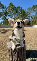 Summer, a male Pembroke Welsh Corgi for sale in Orlando, FL – Photo 10 of 10
