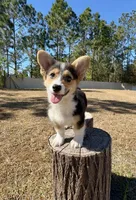 Summer, a male Pembroke Welsh Corgi for sale in Orlando, FL – Photo 5 of 10