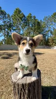 Summer, a male Pembroke Welsh Corgi for sale in Orlando, FL – Photo 8 of 10