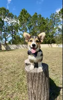 Summer, a male Cardigan Welsh Corgi and Pembroke Welsh Corgi for sale in Orlando, FL – Photo 5 of 10
