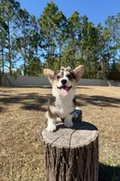 Star, a female Pembroke Welsh Corgi for sale in Orlando, FL – Photo 3 of 10