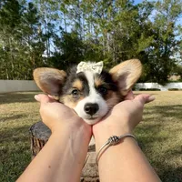 Star, a female Cardigan Welsh Corgi and Pembroke Welsh Corgi for sale in Orlando, FL – Photo 7 of 10