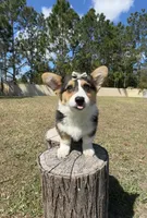 Star, a female Cardigan Welsh Corgi and Pembroke Welsh Corgi for sale in Orlando, FL – Photo 2 of 10