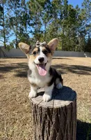 Star, a female Pembroke Welsh Corgi for sale in Orlando, FL – Photo 9 of 10