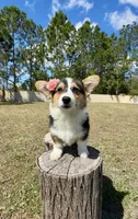 Star, a female Cardigan Welsh Corgi and Pembroke Welsh Corgi for sale in Orlando, FL – Photo 5 of 10
