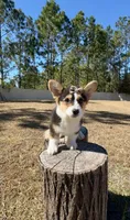 Star, a female Pembroke Welsh Corgi for sale in Orlando, FL – Photo 5 of 10