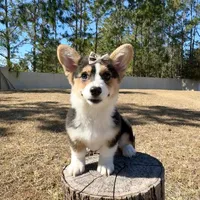 Star, a female Cardigan Welsh Corgi and Pembroke Welsh Corgi for sale in Orlando, FL – Photo 9 of 10