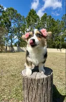 Star, a female Cardigan Welsh Corgi and Pembroke Welsh Corgi for sale in Orlando, FL – Photo 6 of 10