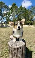 Star, a female Cardigan Welsh Corgi and Pembroke Welsh Corgi for sale in Orlando, FL – Photo 4 of 10