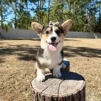 Star, a female Cardigan Welsh Corgi and Pembroke Welsh Corgi for sale in Orlando, FL – Photo 8 of 10
