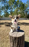 Star, a female Pembroke Welsh Corgi for sale in Orlando, FL – Photo 6 of 10