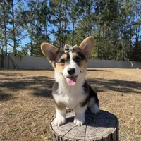 Star, a female Cardigan Welsh Corgi and Pembroke Welsh Corgi for sale in Orlando, FL – Photo 10 of 10
