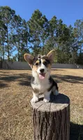 Star, a female Pembroke Welsh Corgi for sale in Orlando, FL – Photo 10 of 10