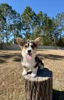 Star, a female Pembroke Welsh Corgi for sale in Orlando, FL – Photo 1 of 10