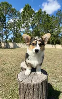 Star, a female Cardigan Welsh Corgi and Pembroke Welsh Corgi for sale in Orlando, FL – Photo 3 of 10