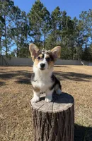 Star, a female Pembroke Welsh Corgi for sale in Orlando, FL – Photo 7 of 10