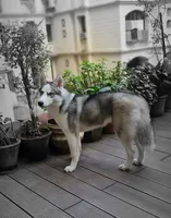 Dolce, a female Siberian Husky for sale in Grand Prairie, TX – 2 of 2