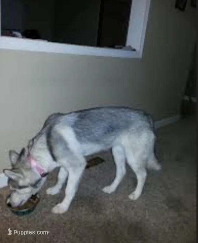 Dolce – Siberian Husky puppy for sale in Grand Prairie, TX