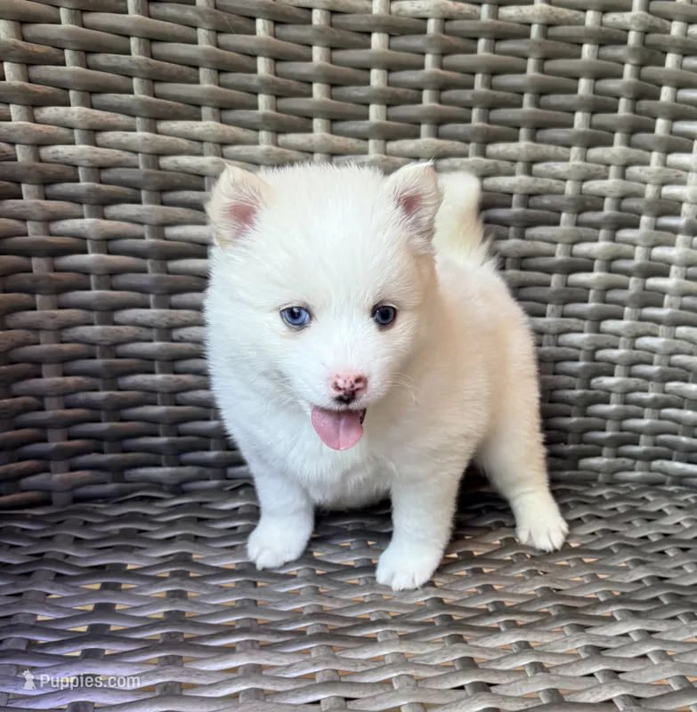 Petunia – Pomsky puppy for sale in Winchendon, MA