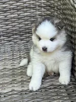 Tybalt, a male Pomsky for sale in Winchendon, MA – 3 of 10