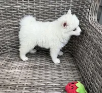 Lotus, a female Pomsky for sale in Winchendon, MA – 2 of 7