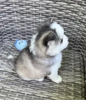 Tybalt, a male Pomsky for sale in Winchendon, MA – 6 of 10
