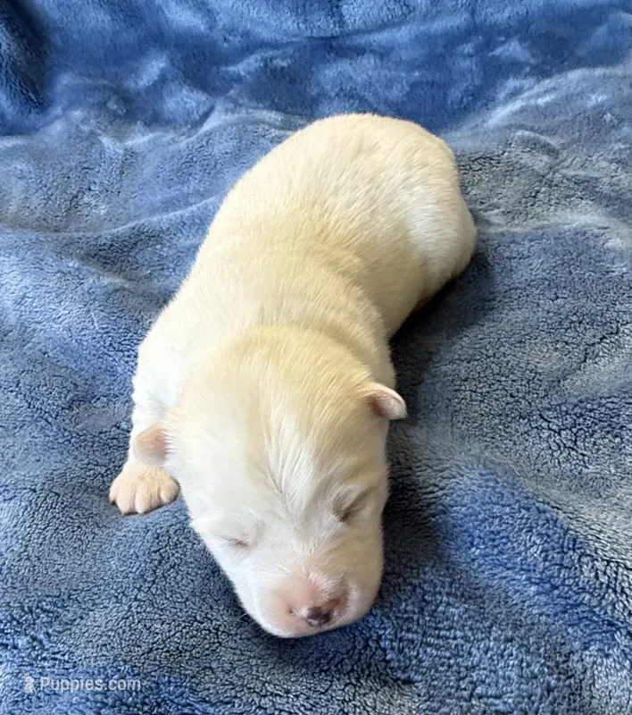 Othello – Pomsky puppy for sale in Winchendon, MA