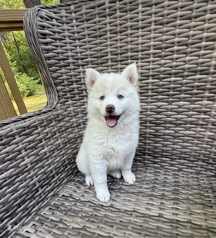 Bluebell – Pomsky puppy for sale in Winchendon, MA