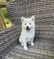 Bluebell, a female Pomsky for sale in Winchendon, MA – 1 of 10