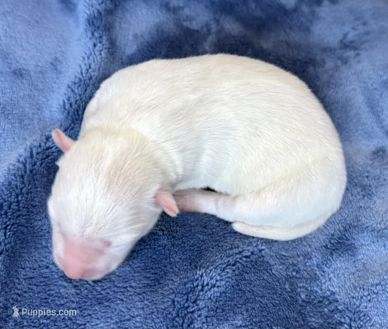 Ophelia – Pomsky puppy for sale in Winchendon, MA