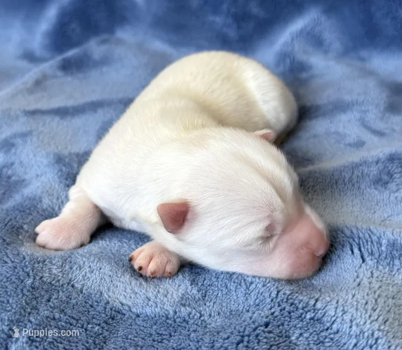 Othello – Pomsky puppy for sale in Winchendon, MA