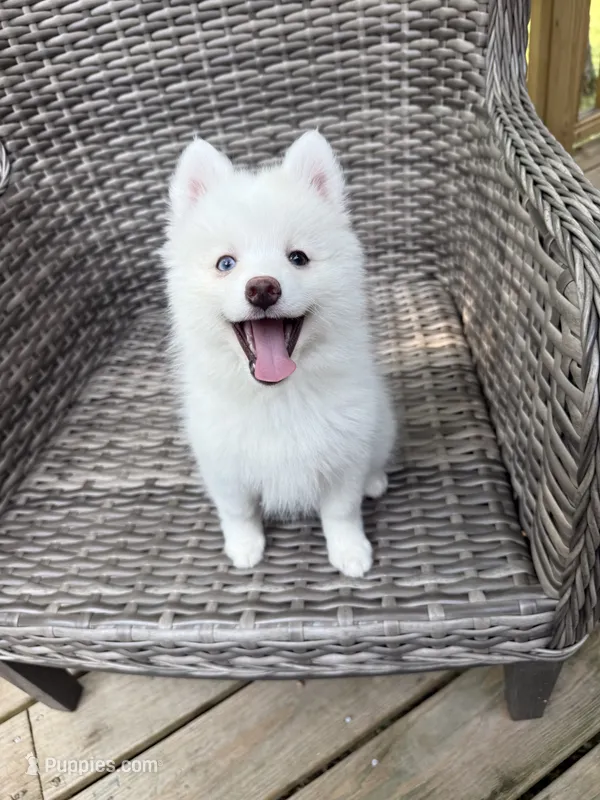 Aster – Pomsky puppy for sale in Winchendon, MA
