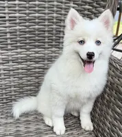 Petunia, a female Pomsky for sale in Winchendon, MA – 5 of 9