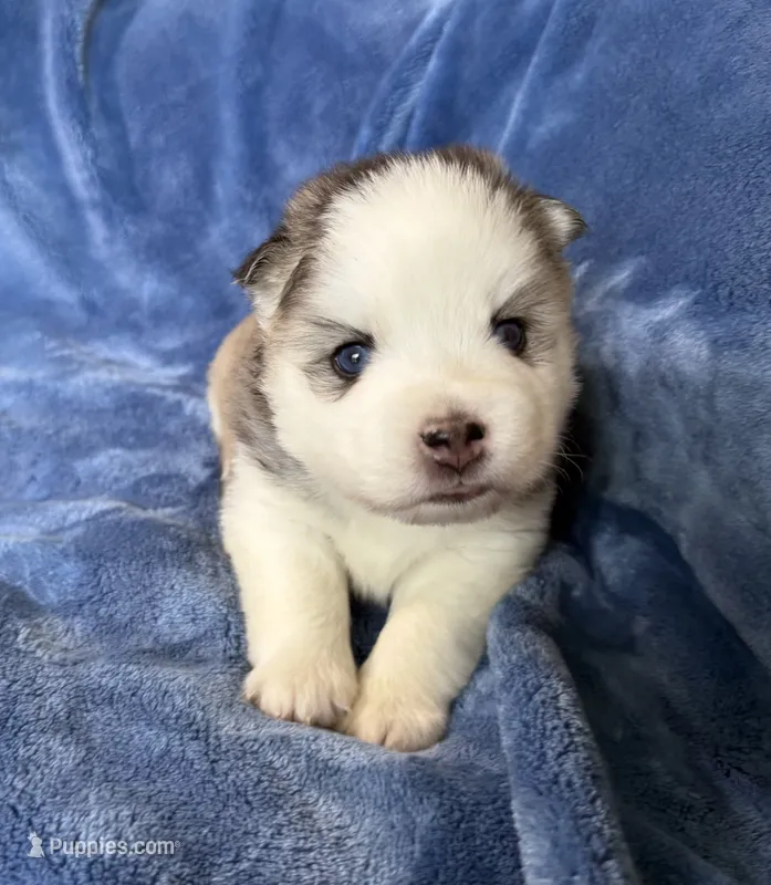 Tybalt – Pomsky puppy for sale in Winchendon, MA