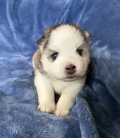 Tybalt, a male Pomsky for sale in Winchendon, MA – 9 of 10