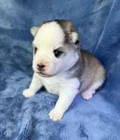 Tybalt, a male Pomsky for sale in Winchendon, MA – 10 of 10