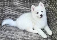 Petunia, a female Pomsky for sale in Winchendon, MA – 2 of 9