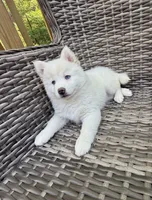 Bluebell, a female Pomsky for sale in Winchendon, MA – 3 of 10