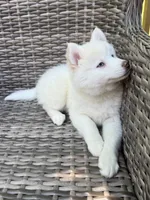 Bluebell, a female Pomsky for sale in Winchendon, MA – 8 of 9