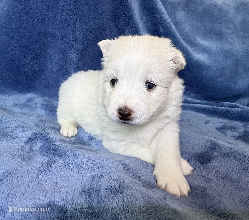 Lotus – Pomsky puppy for sale in Winchendon, MA