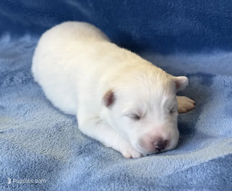 Lotus – Pomsky puppy for sale in Winchendon, MA