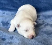 Lotus, a female Pomsky for sale in Winchendon, MA – Photo 2 of 3