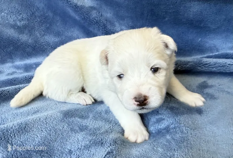 Lotus – Pomsky puppy for sale in Winchendon, MA