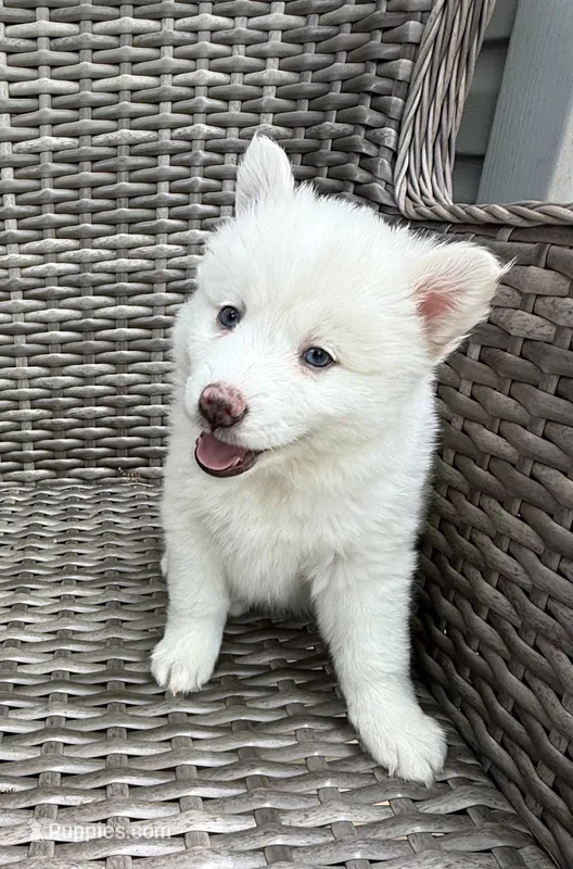 Bluebell – Pomsky puppy for sale in Winchendon, MA